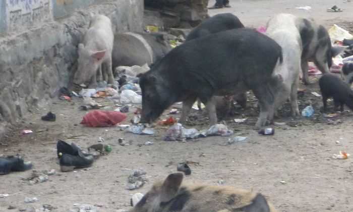 Pigs eating everything but the shoes.jpeg