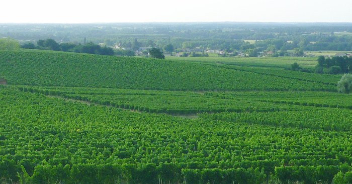 Bordeaux Vineyards