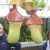 Max n Nik admiring pitcher plants