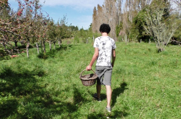 T apple picking
